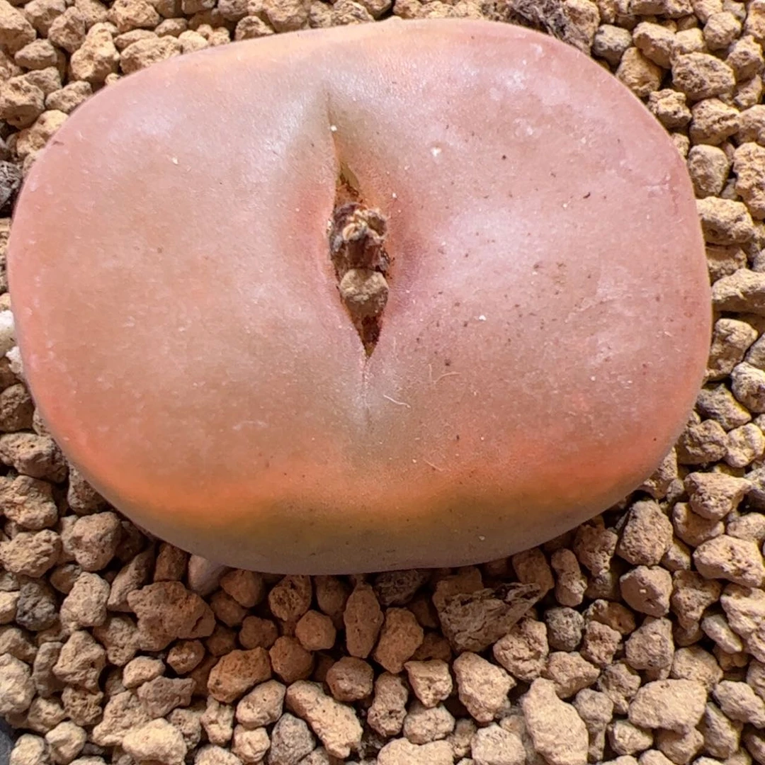 【闪购商品】?****！87 超毛