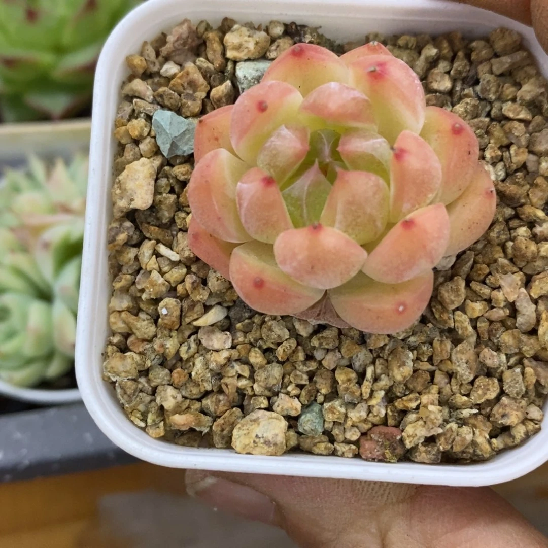 精品多肉一物一拍不包整184