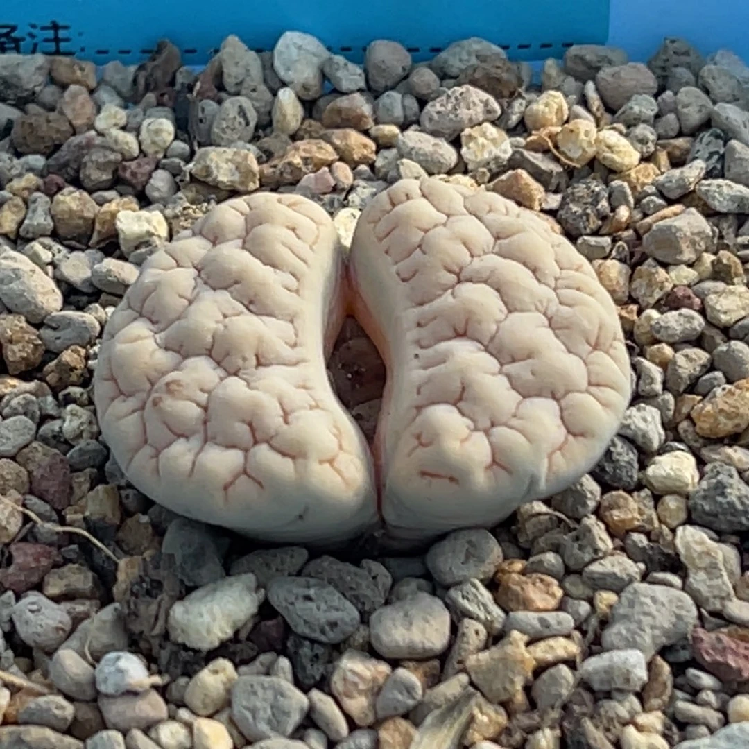 7397凹凸脑纹189一颗