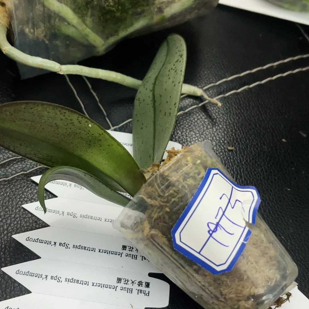 当前无花栽培后可以开花?**?