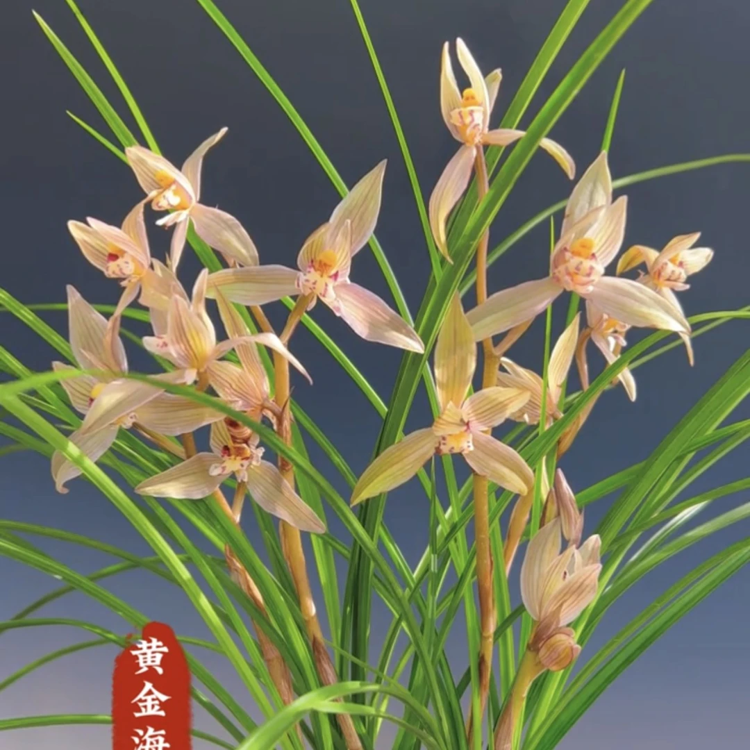 莲瓣兰领带花又名黄金海岸5苗连体云南原生老种顺丰包邮花期带花