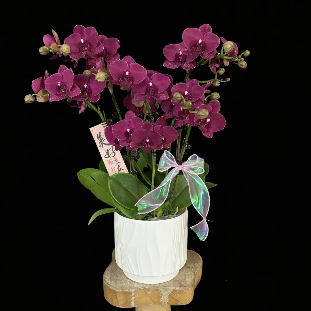 【蒙特勒】欧品 红酒色稀有经典花花 好养耐养 蝴蝶兰 有花有花苞