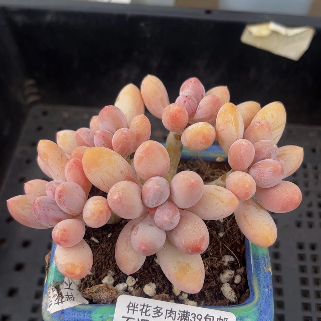 309-香水手指奶酪多肉7cm