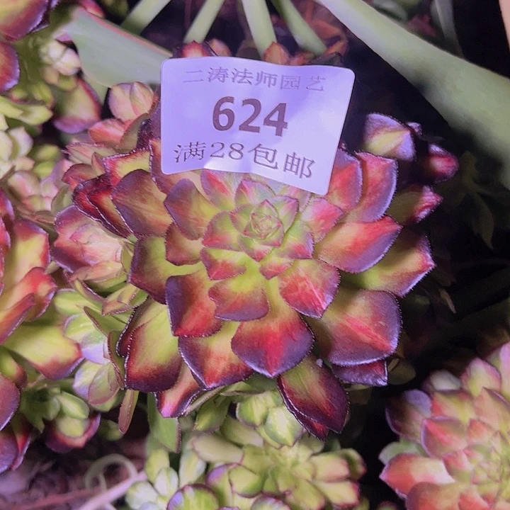 624海王七彩多肉无根