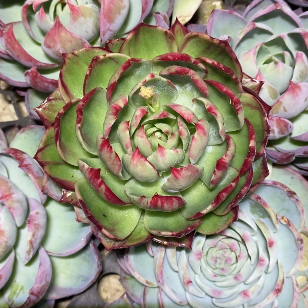 洋***航        38。