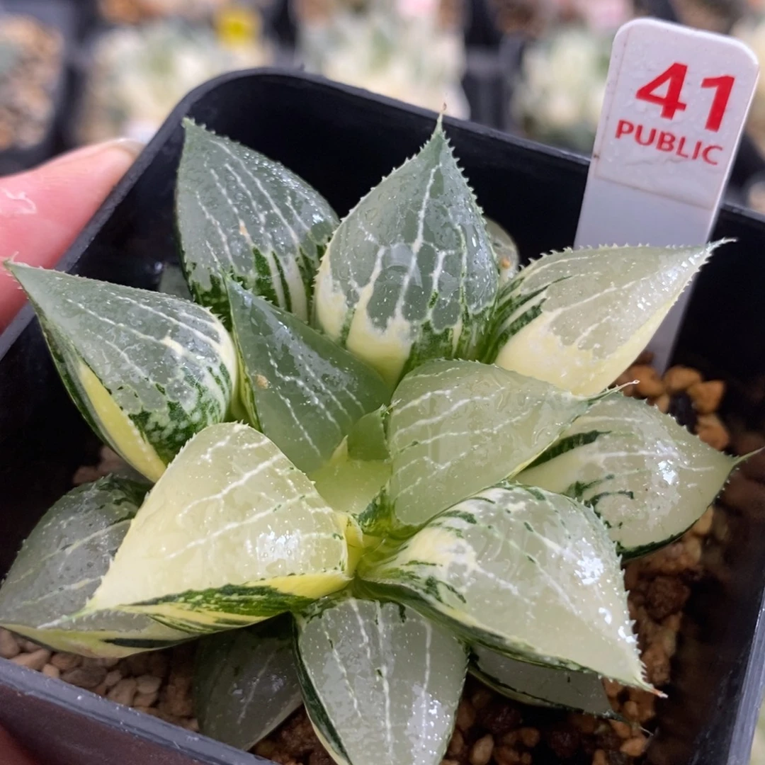 41实生寿锦一物一拍