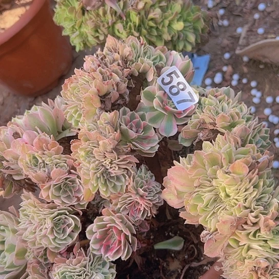 @***@多肉植物子一个女巫