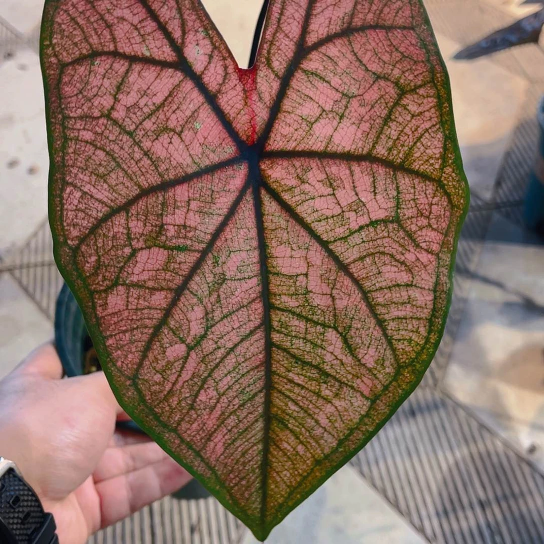 完全开放293泰彩