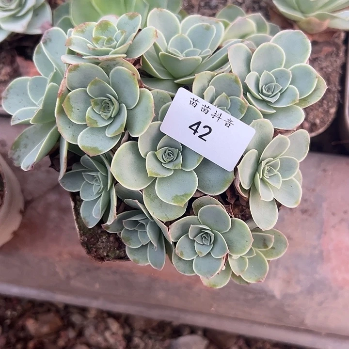 苗苗42山地玫瑰多肉植物