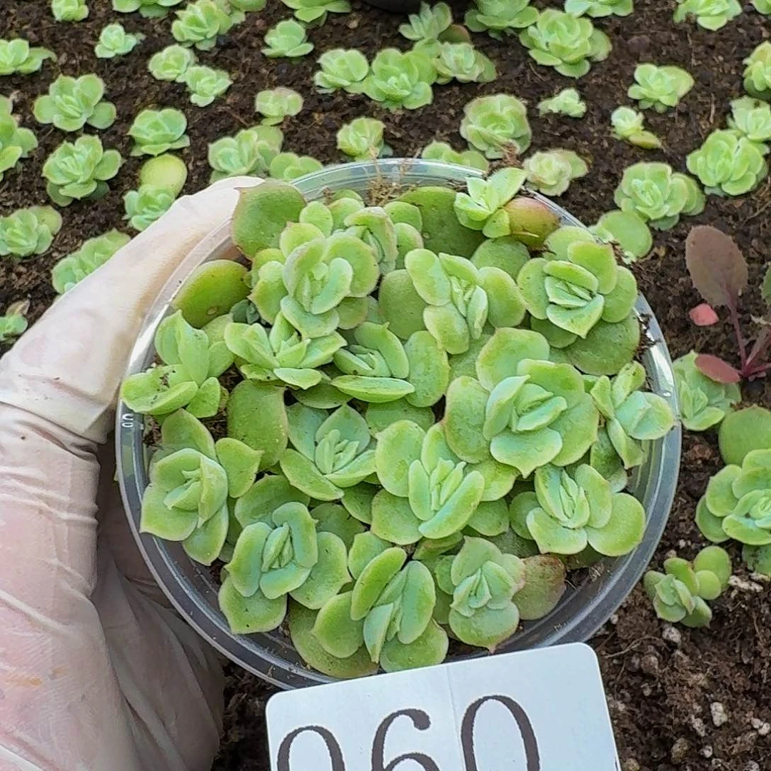 醉****景多肉植物多肉植物960