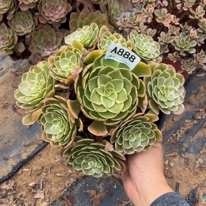 粉花妖多肉植物888.