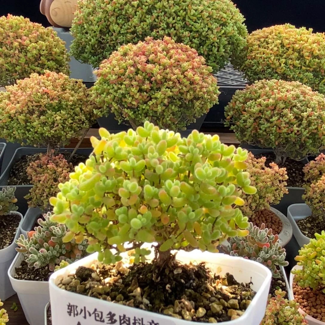 蜜橘糖球2254枝干番杏