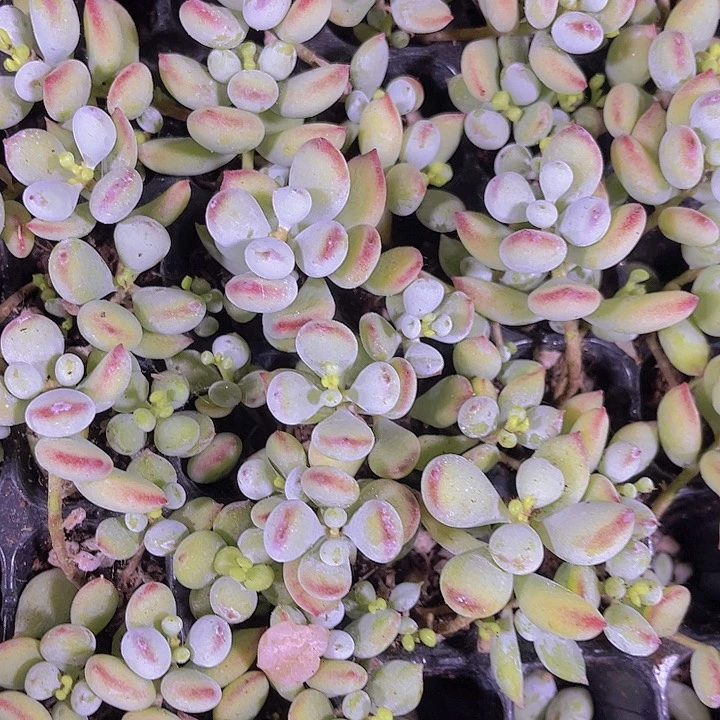 精品一单两颗达摩福娘多肉