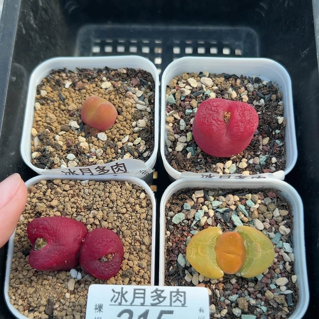 315四颗带盆土发货