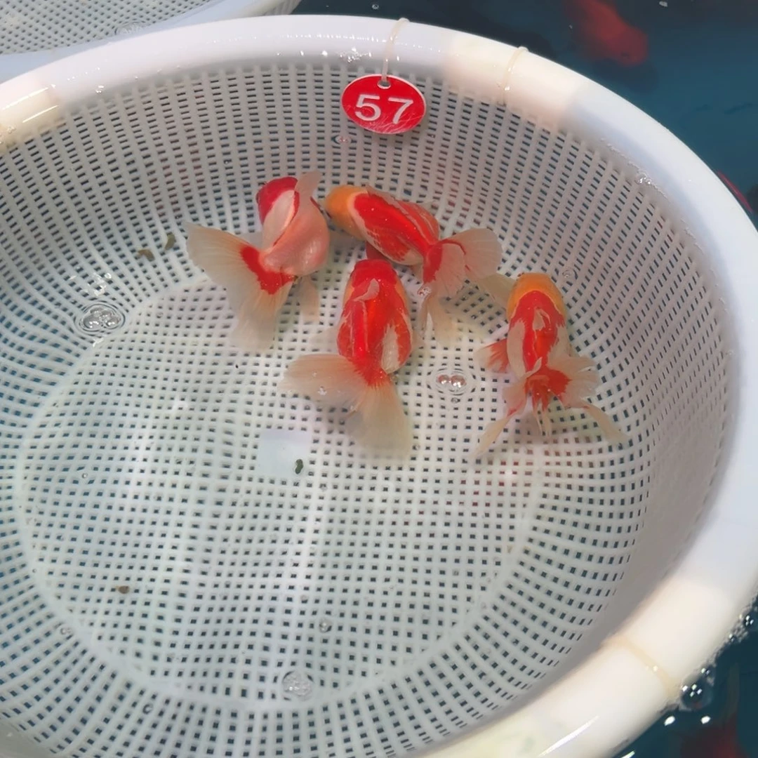 金鱼冷水观赏鱼混搭