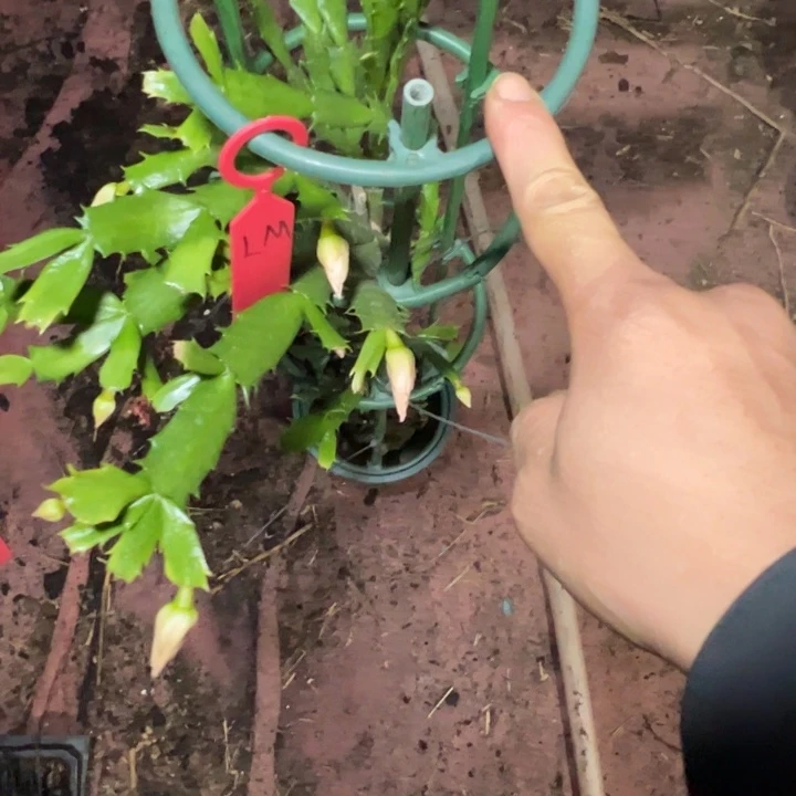 庄***叶仙黎明双层嫁接