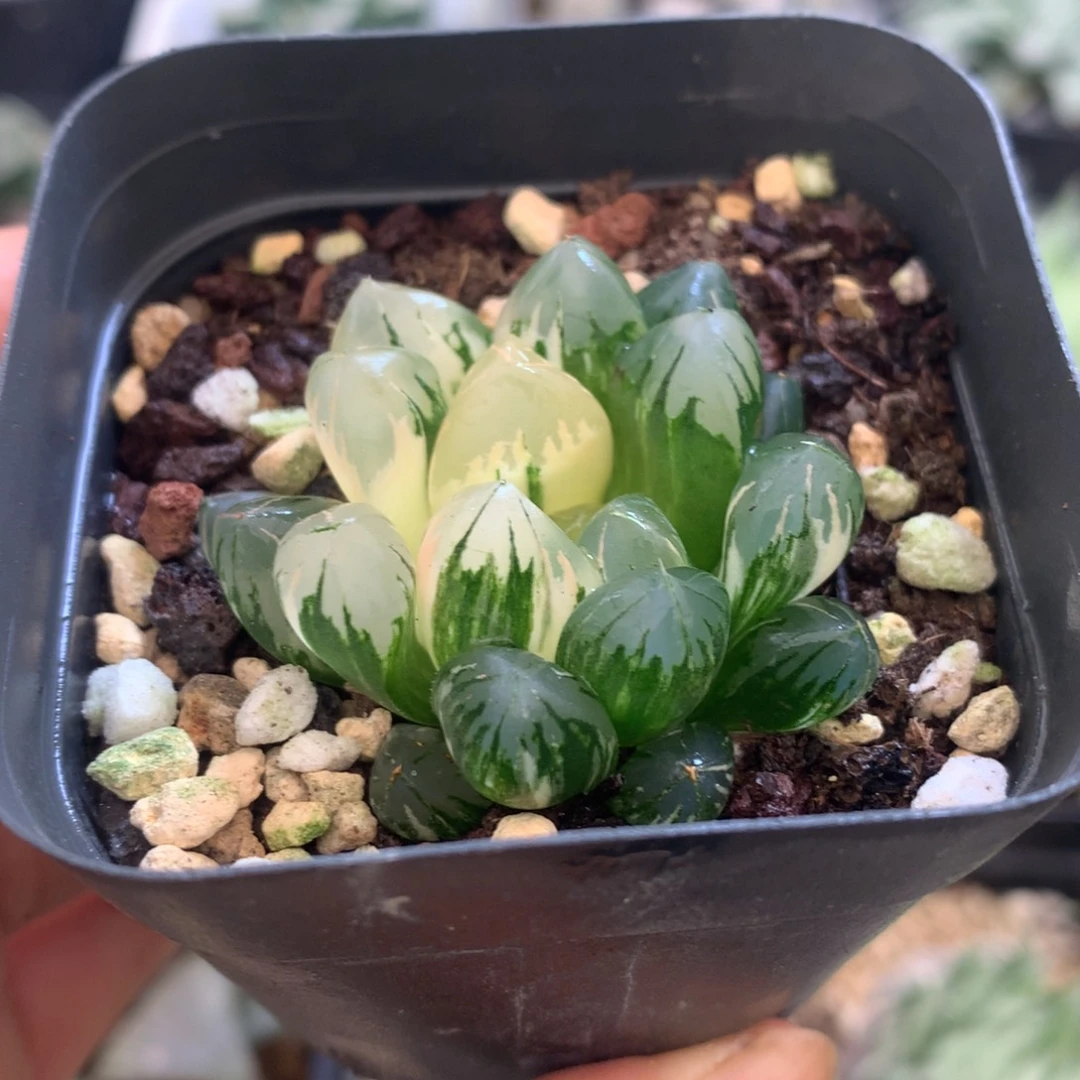 钭***钭北极之光玉露锦，带盆发货