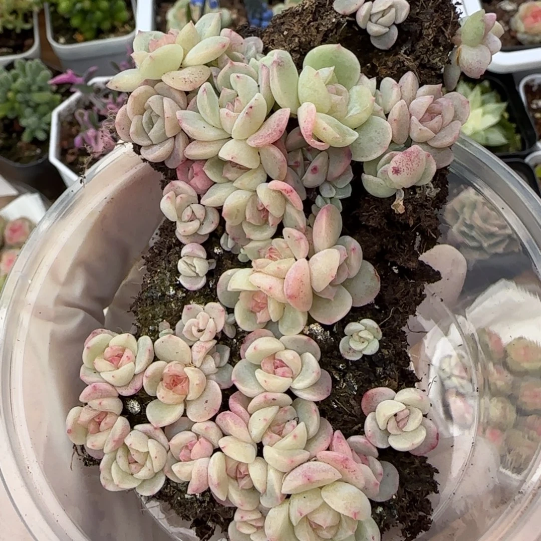 团团1种播苗30颗量拍