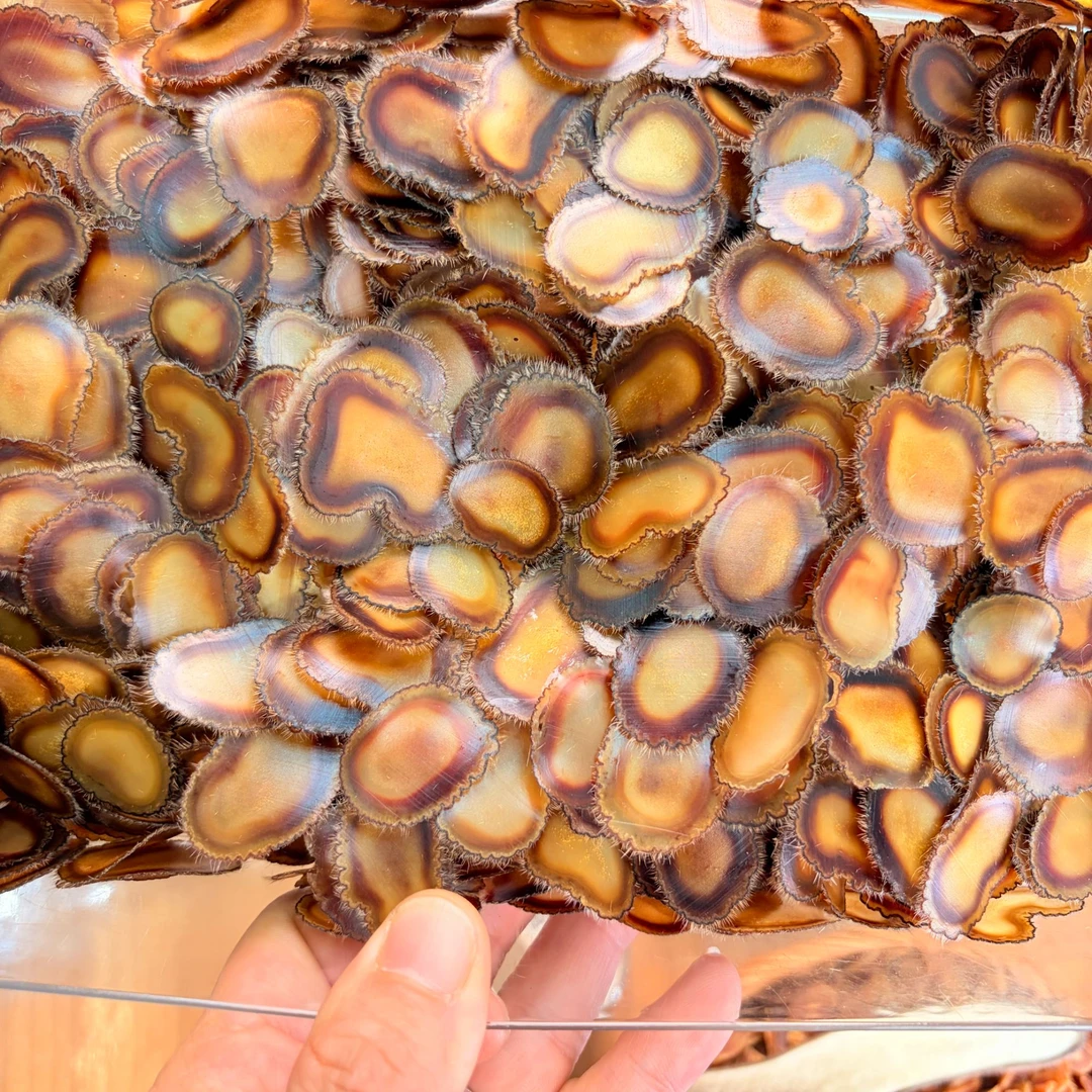 海燕家梅花鹿头茬鹿茸主角全蜡片含血茸净蜡煲汤熬粥炖菜足干10克