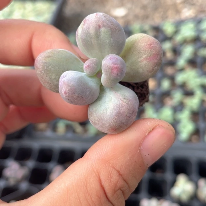 一我一拍满18包邮彩虹奶