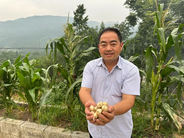 大木高山农家自种新鲜小蒜 苦蒜
