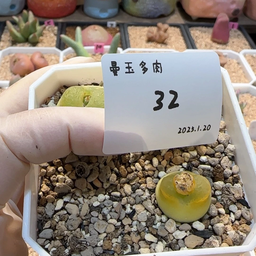 D****.多肉多肉多肉1.20-032