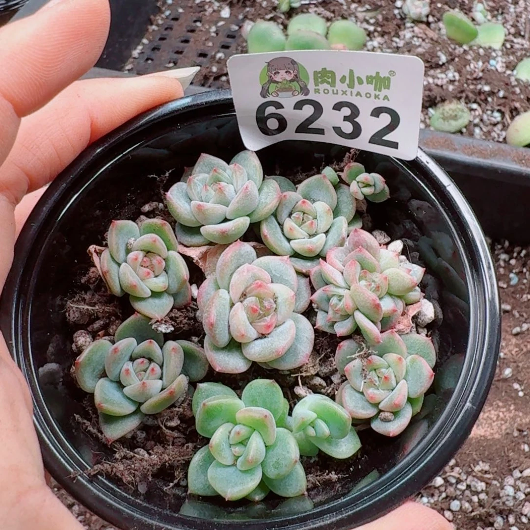 多肉植物多肉植物