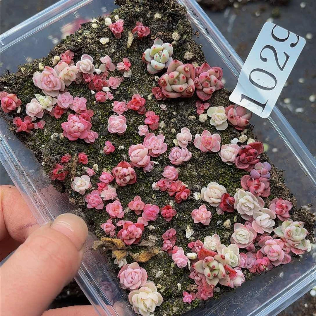 多肉植物多肉植物1029