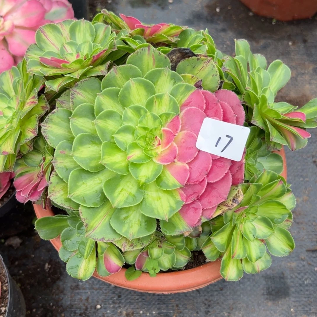 17知否多肉植物系多肉