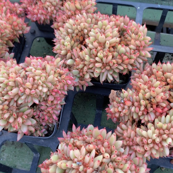 a20东云锦缀化脱土