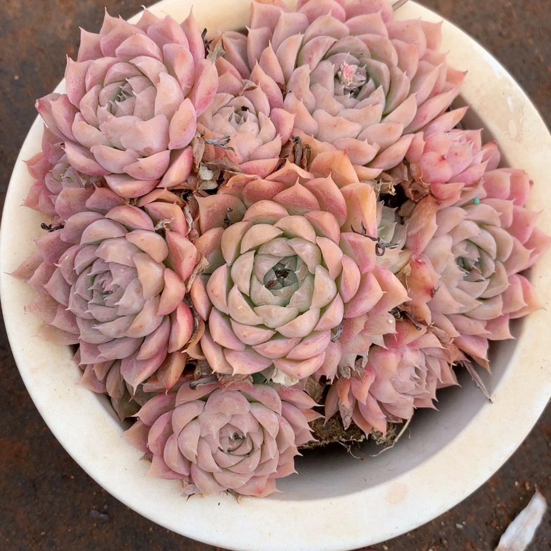 3435杂交精品基地14厘米