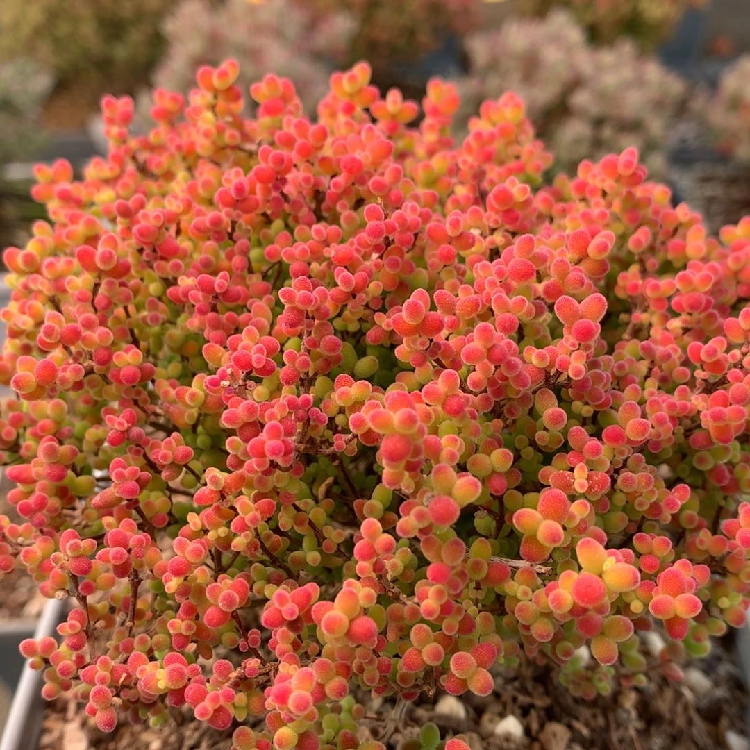 B327蜜橘糖球枝干番杏