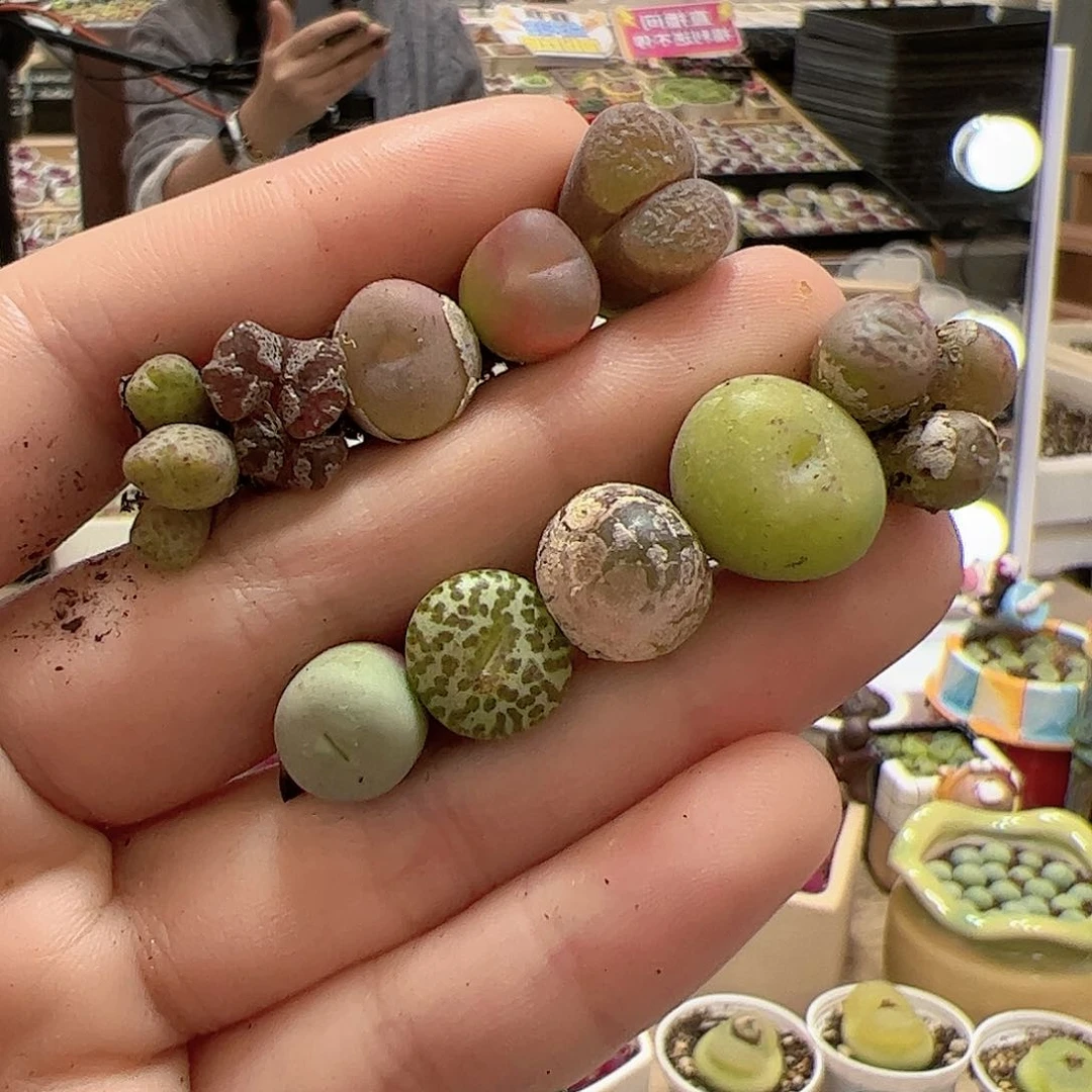 【闪购商品】69 肉锥混