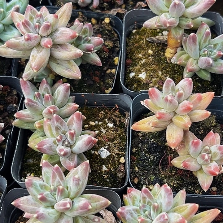 6颗美人系列多肉植物