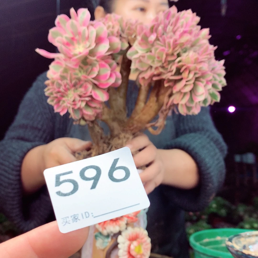 柒柒精品多肉脱土发货不包断侧枝处理596