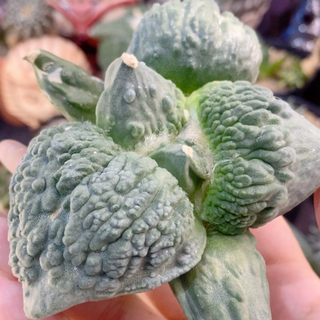 大大大尤怒涛福利实生