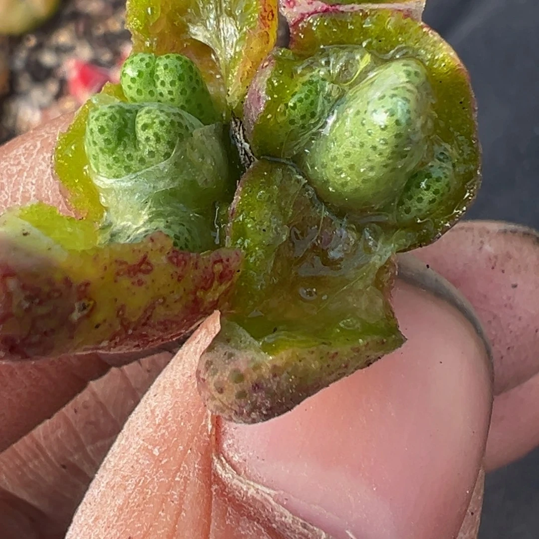 多肉植物11111111111111