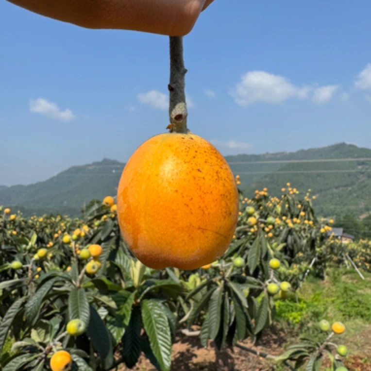 《顺丰》农家自种五星枇杷