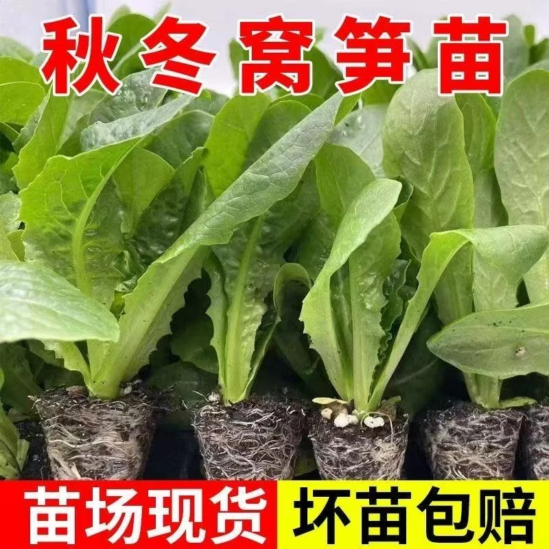 莴笋苗青皮莴笋秧苗红皮莴苣苗阳台露地秋冬耐寒带土发货蔬菜秧苗