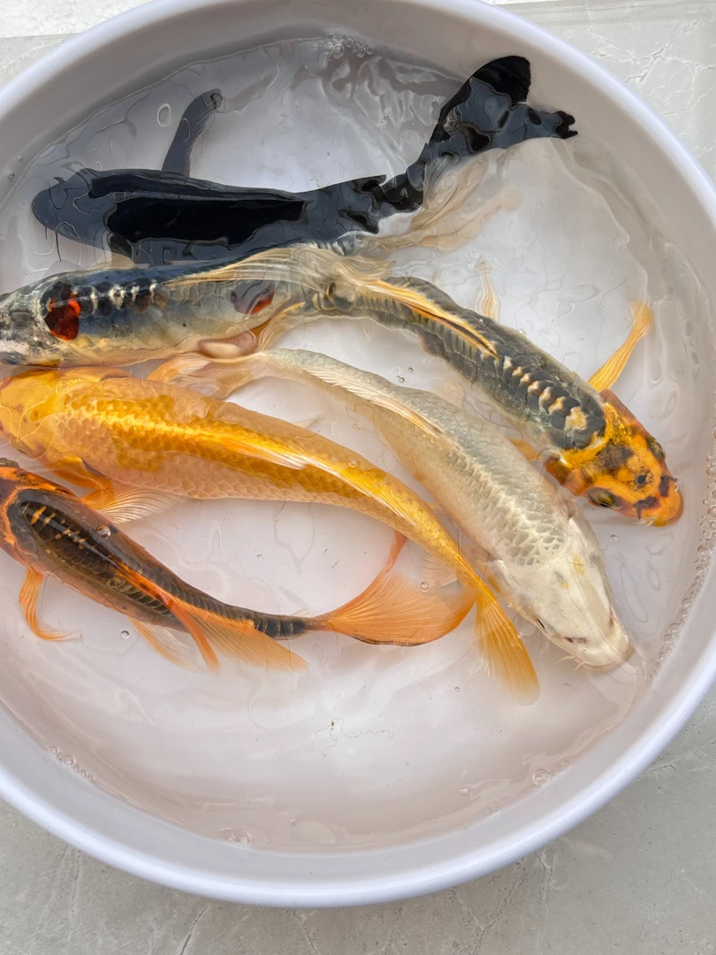 锦鲤龙凤德系松叶/包开箱活不包入缸（无开箱视频不售后）