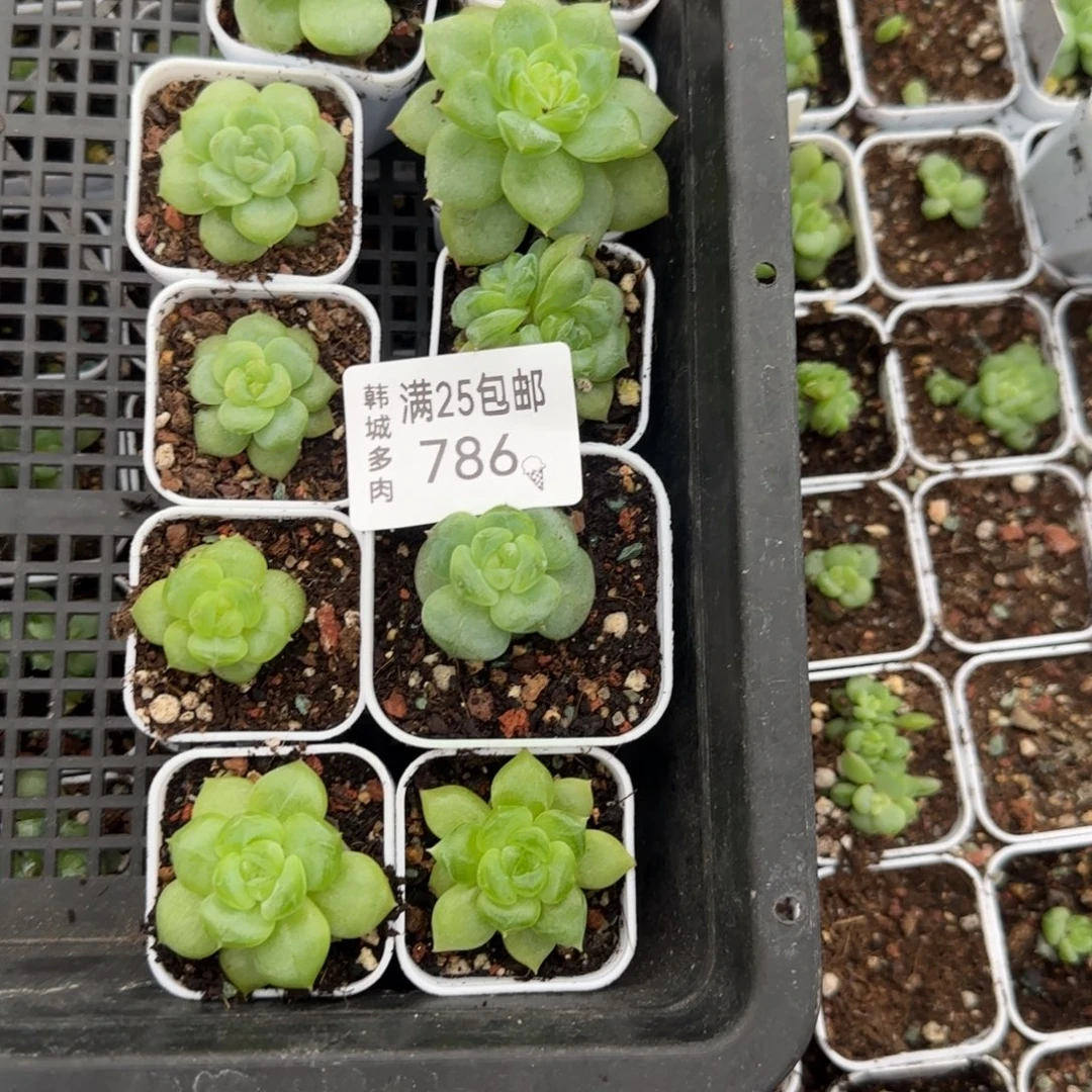 箴***言786号10个遥遥盆满20包邮
