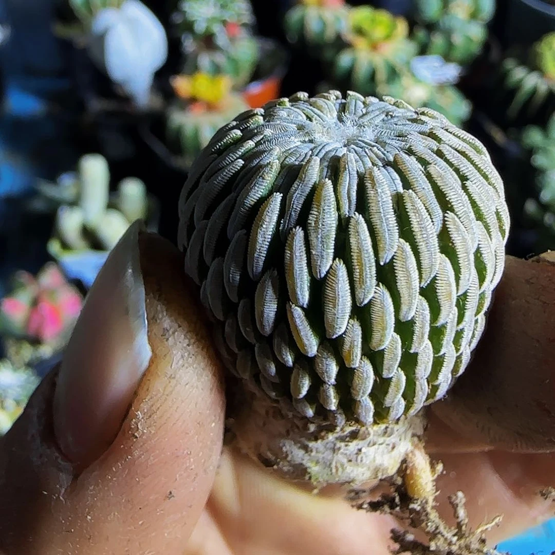 精巧丸419仙人球开花