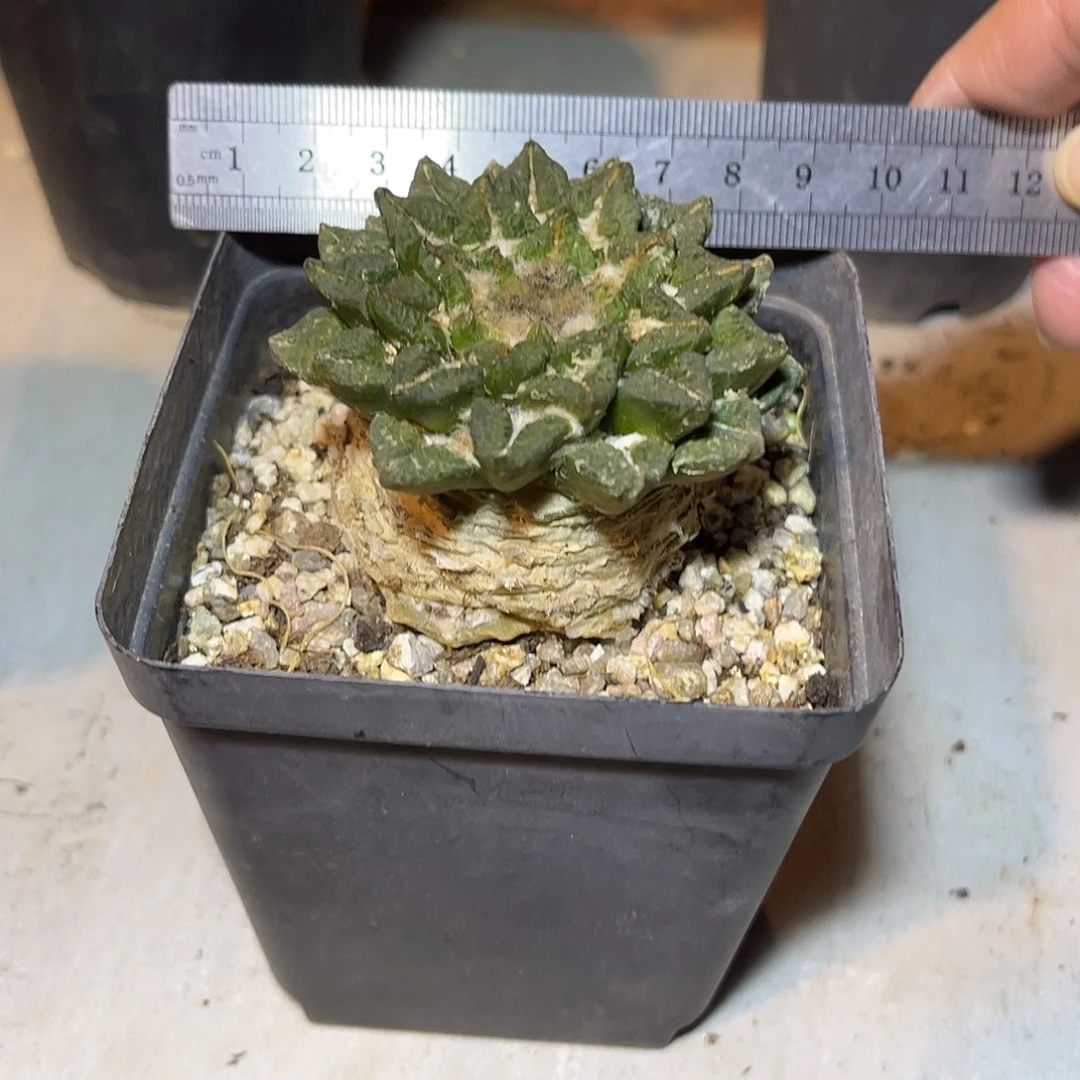 黑牡丹一物一拍下单包邮