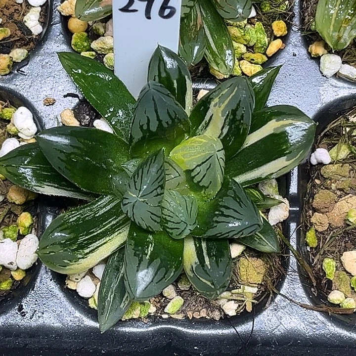 296大窗花水晶玉露锦脱土发货