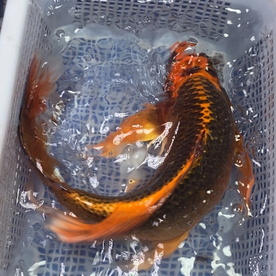 海水鱼冷水锦鲤包邮