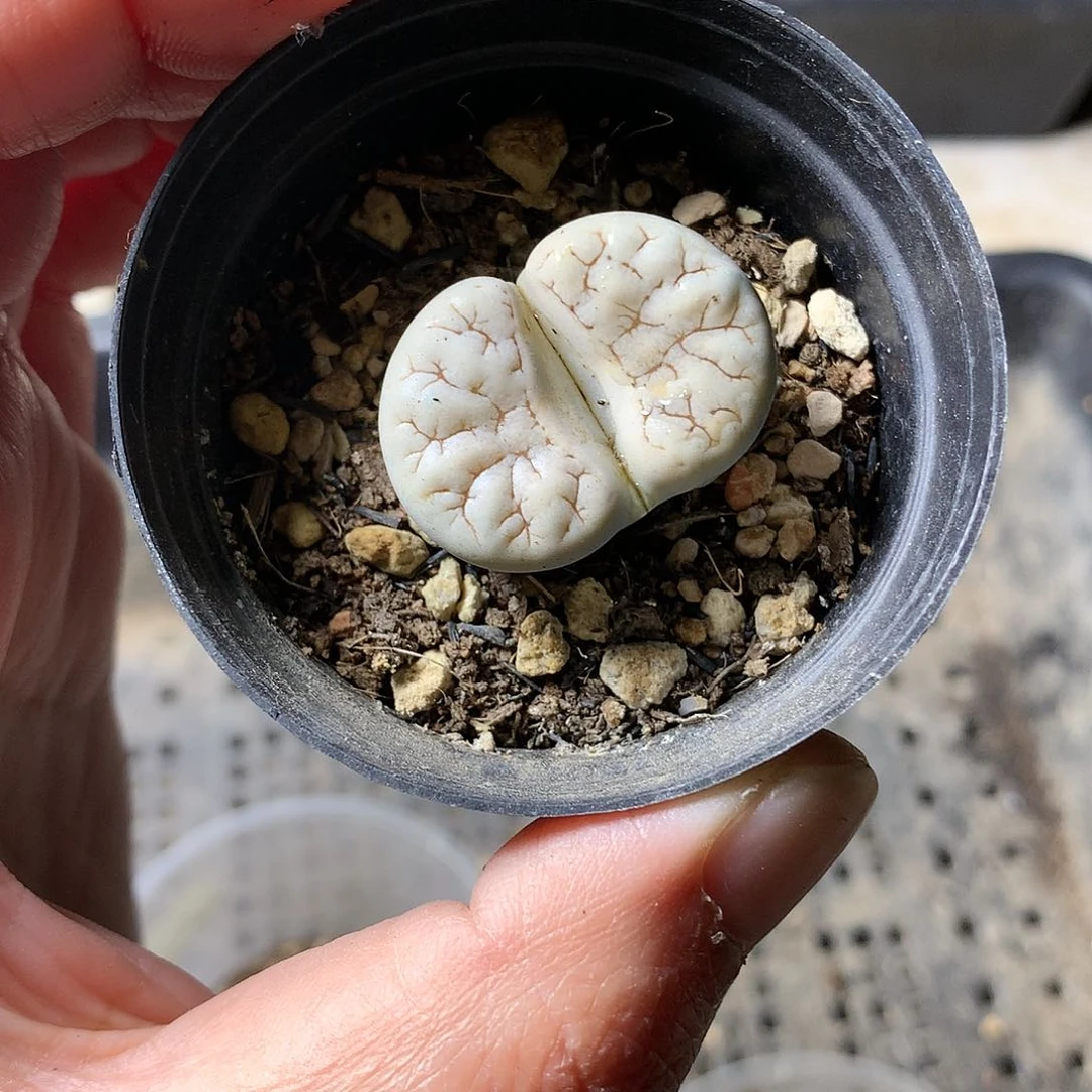W92多肉植物保护