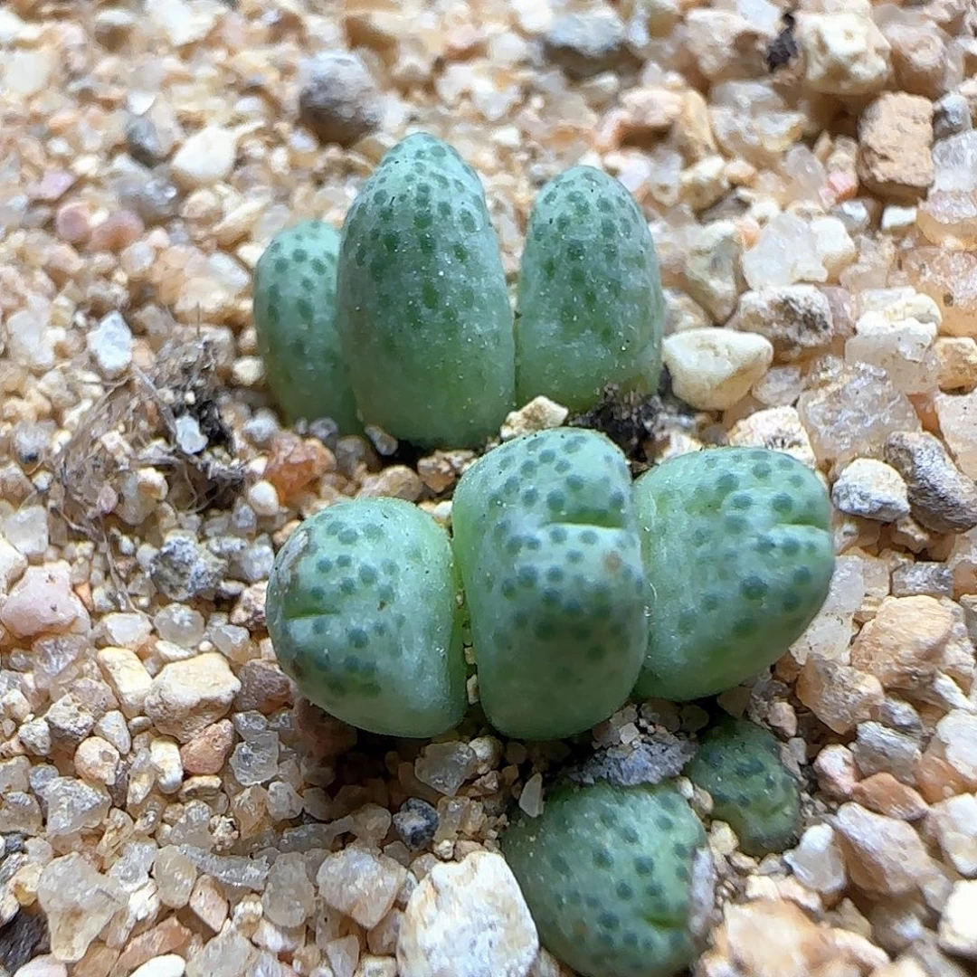 草莓斑马。    54196