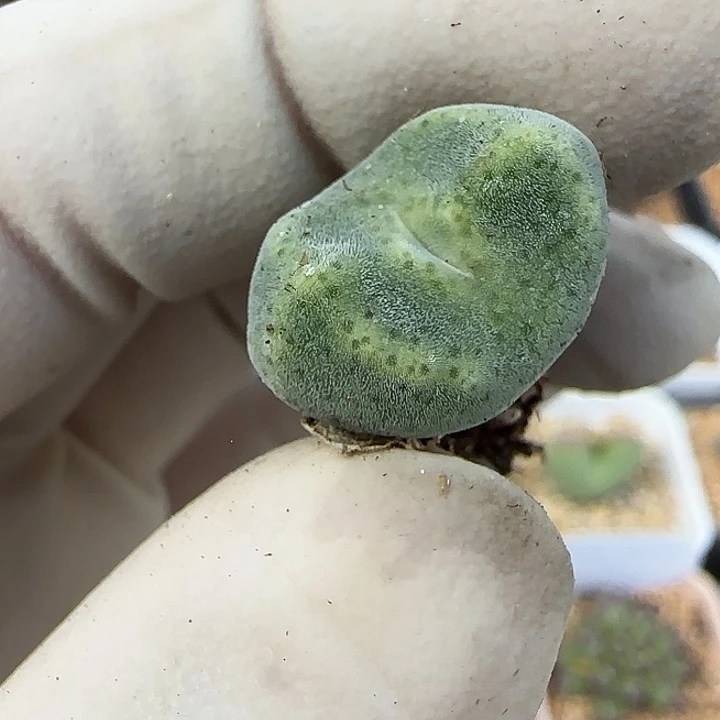 718绿豆糕绿豆糕10043