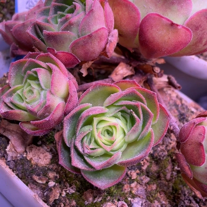 HD169  白龙翔龙侧芽