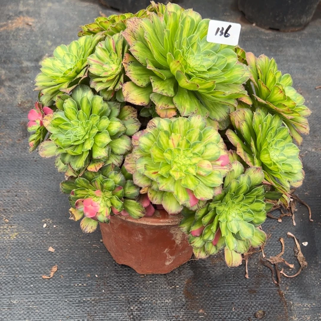 136知否炖肉嘻嘻嘻多肉